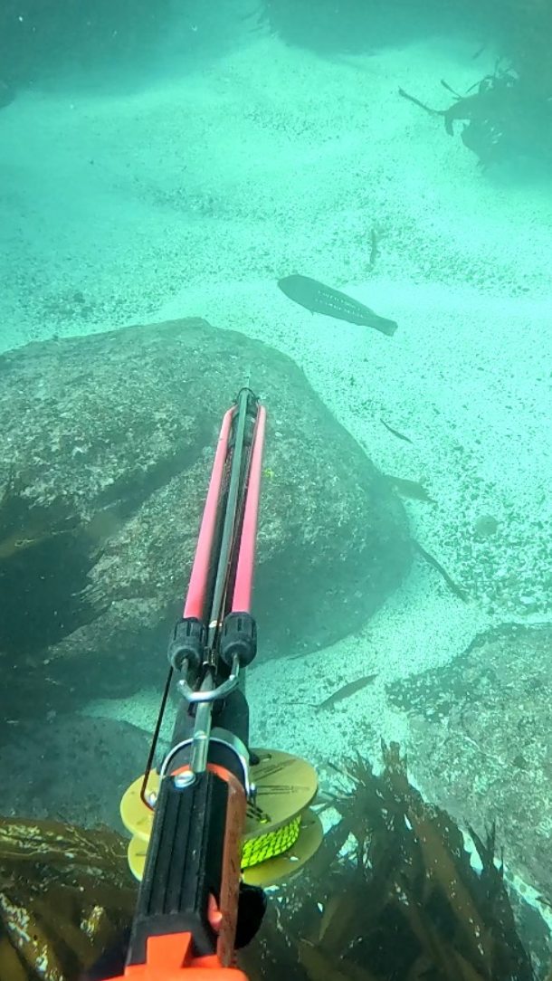 Start Pro Cressi - Tienda De Buceo | Tienda De Pesca Submarina