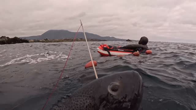Start Pro Cressi - Tienda De Buceo Pesca Submarina Y Apnea - Subpacifico Tienda De Buceo
