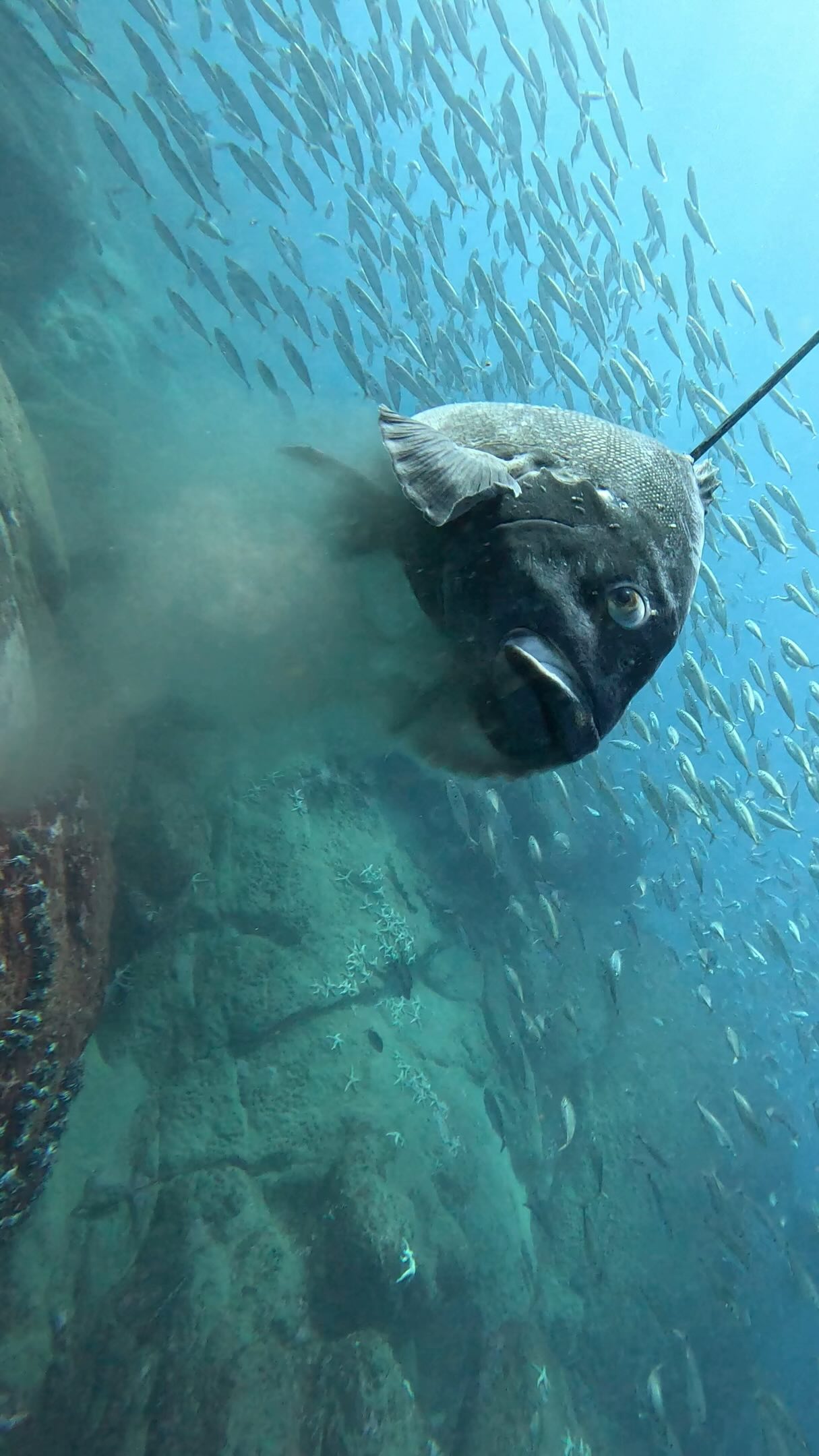 Start Pro Cressi - Tienda De Buceo Pesca Submarina Y Apnea - Subpacifico Tienda De Buceo